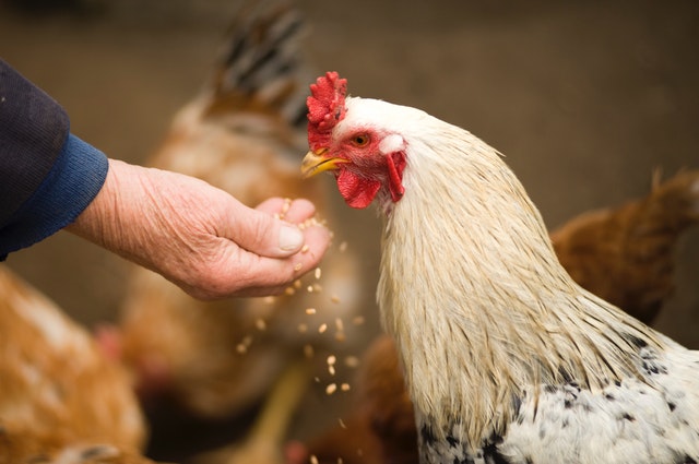 Farmer hand-feeding chicken