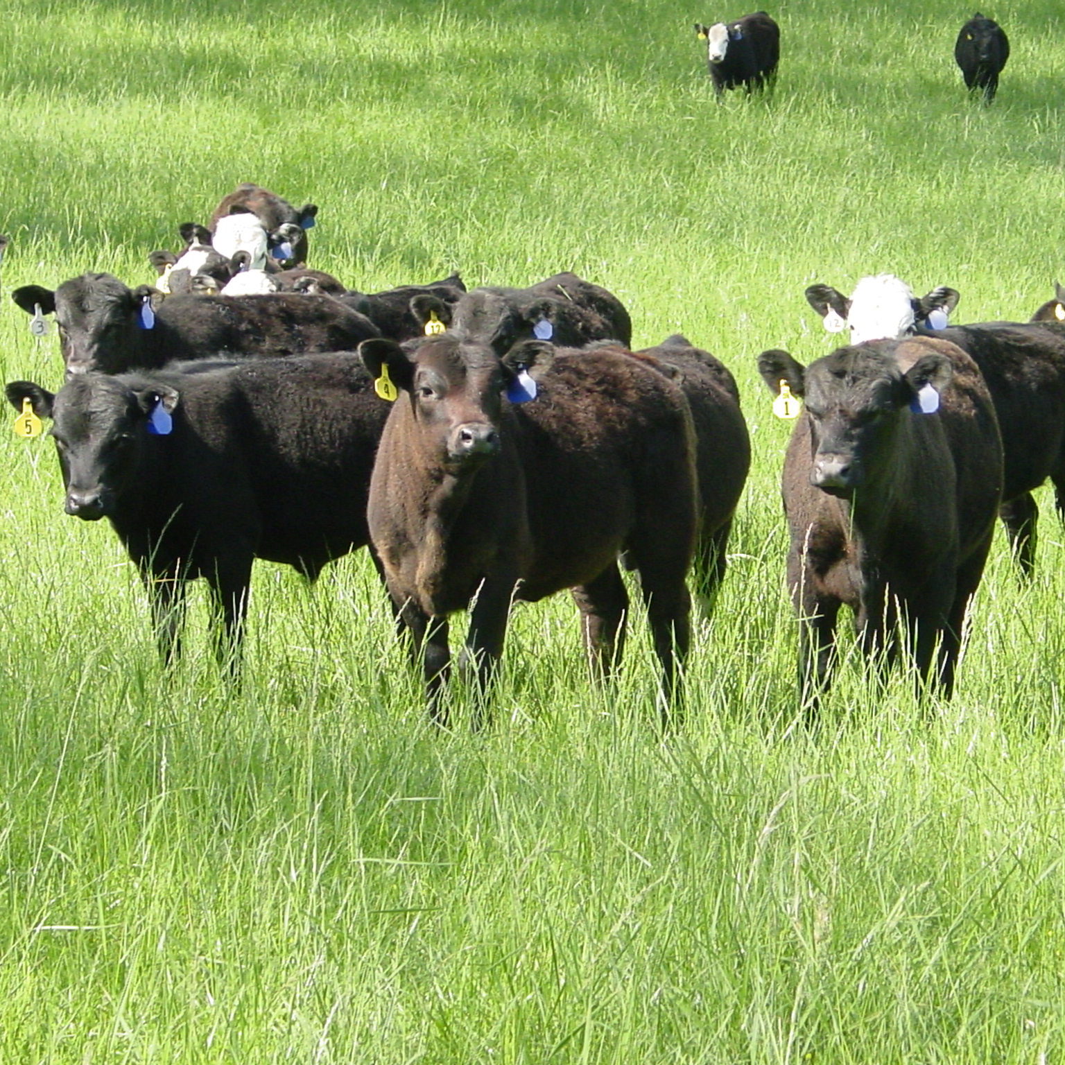 Picture of herd of cattle in a field 